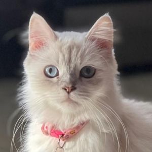 Meet your Posher, Joshua